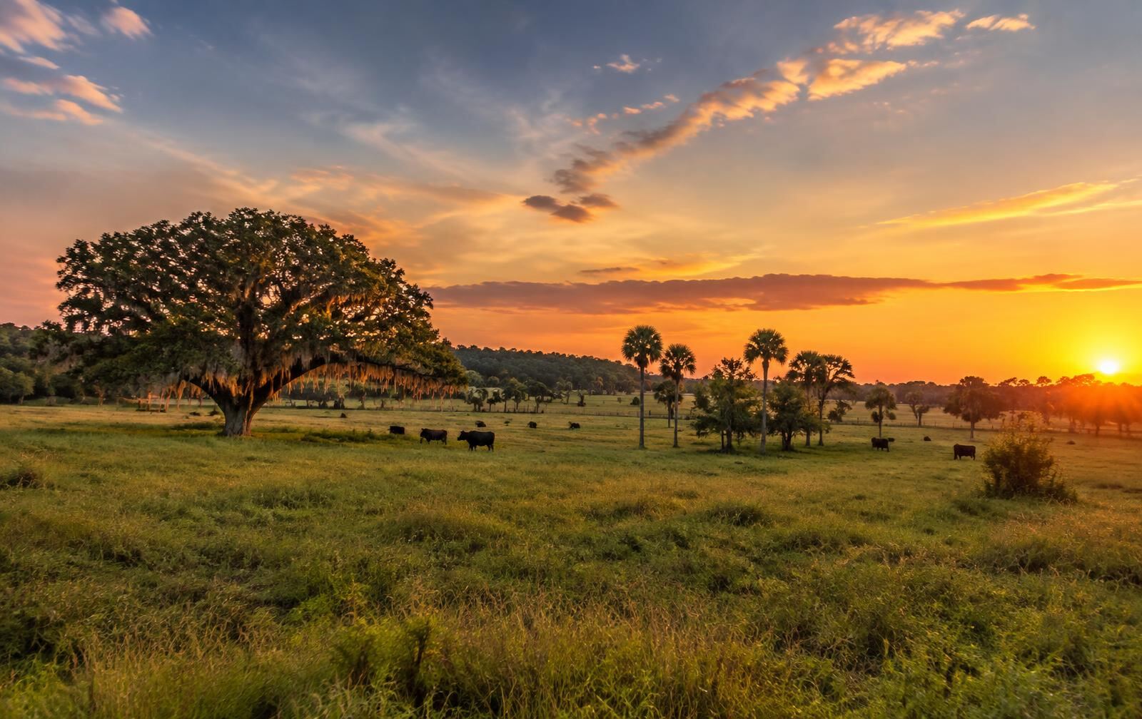 Representative open pasture with oak hammocks and cabbage palms in rural Venus, Florida