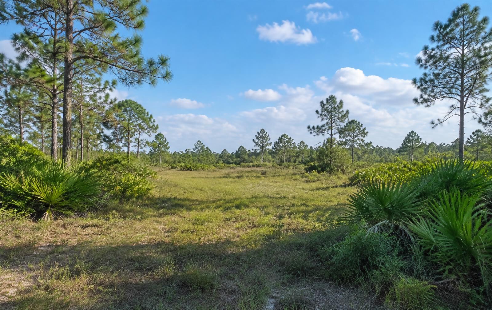 Representative wooded vacant parcel with a survey stake